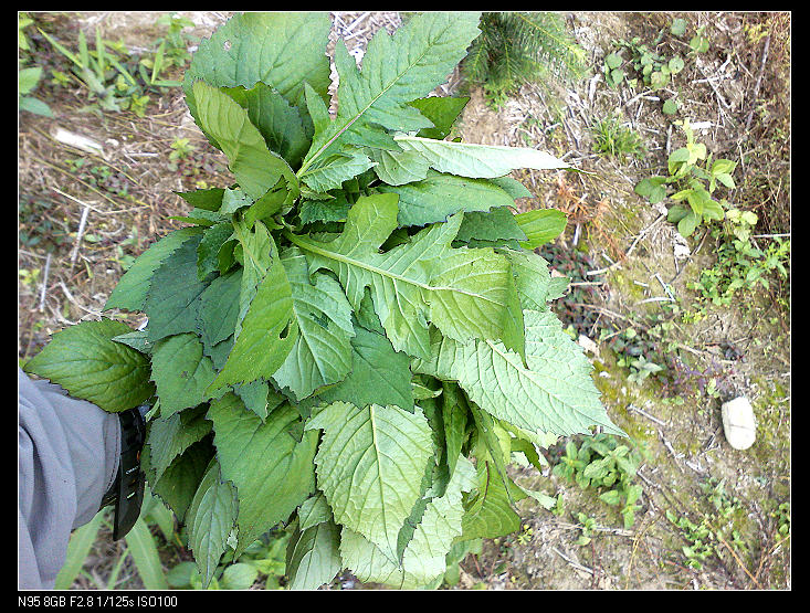 ����������ζ������