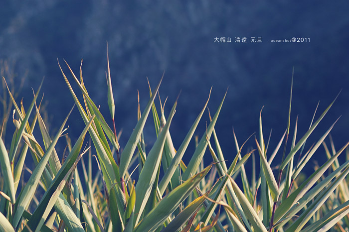 ��ɽ��ÿһ��ֲ���ϰ���Լ�ǿ����̬��Զ����������١�