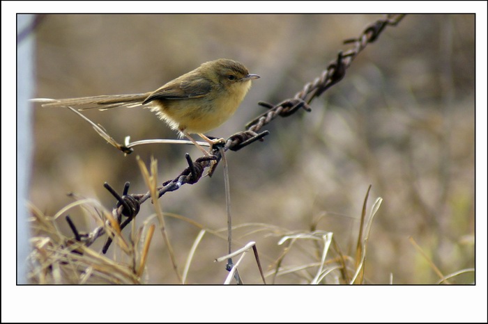 ������С _DSC2409.JPG