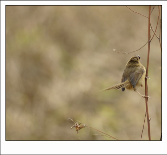 ������С _DSC2402.JPG