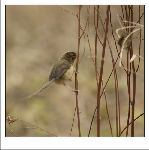 ������С _DSC2403.JPG