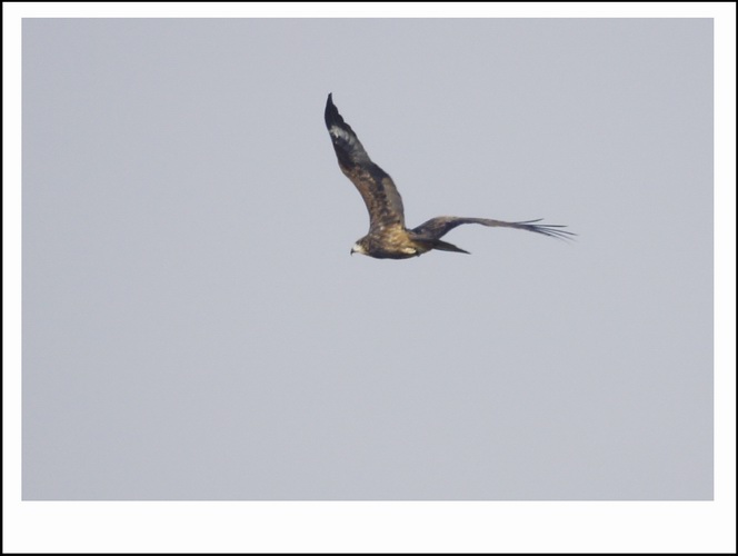 ������С _DSC2337.JPG