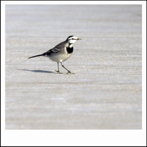 ������С _DSC2356.JPG