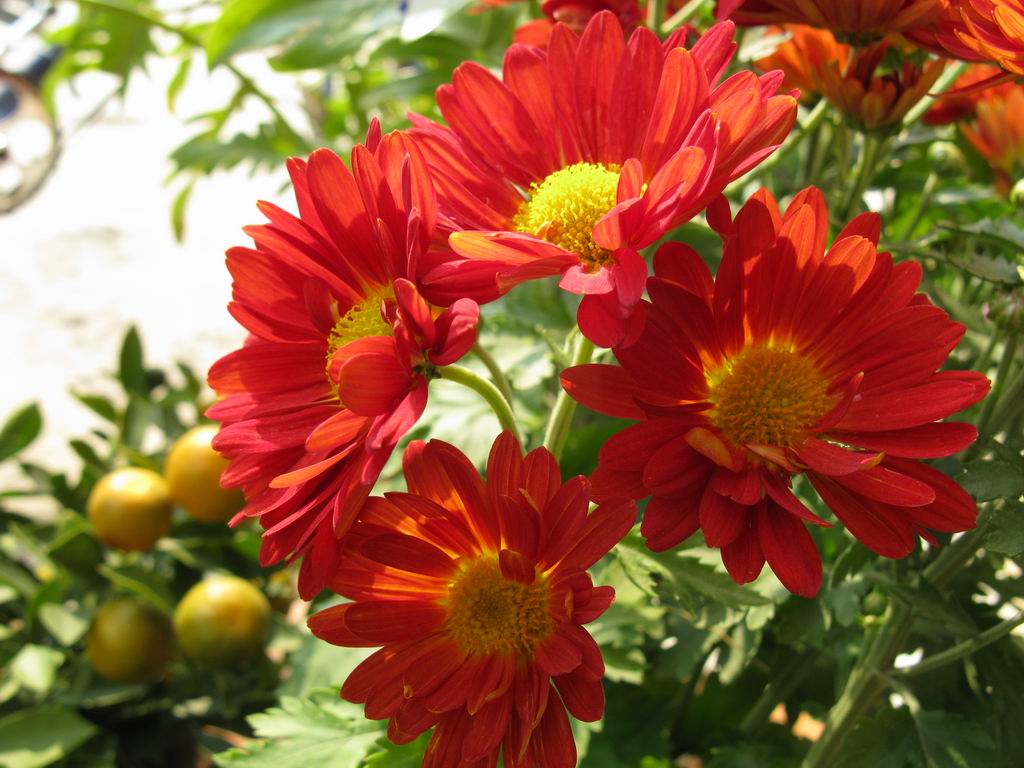 ������С IMG_6733.JPG